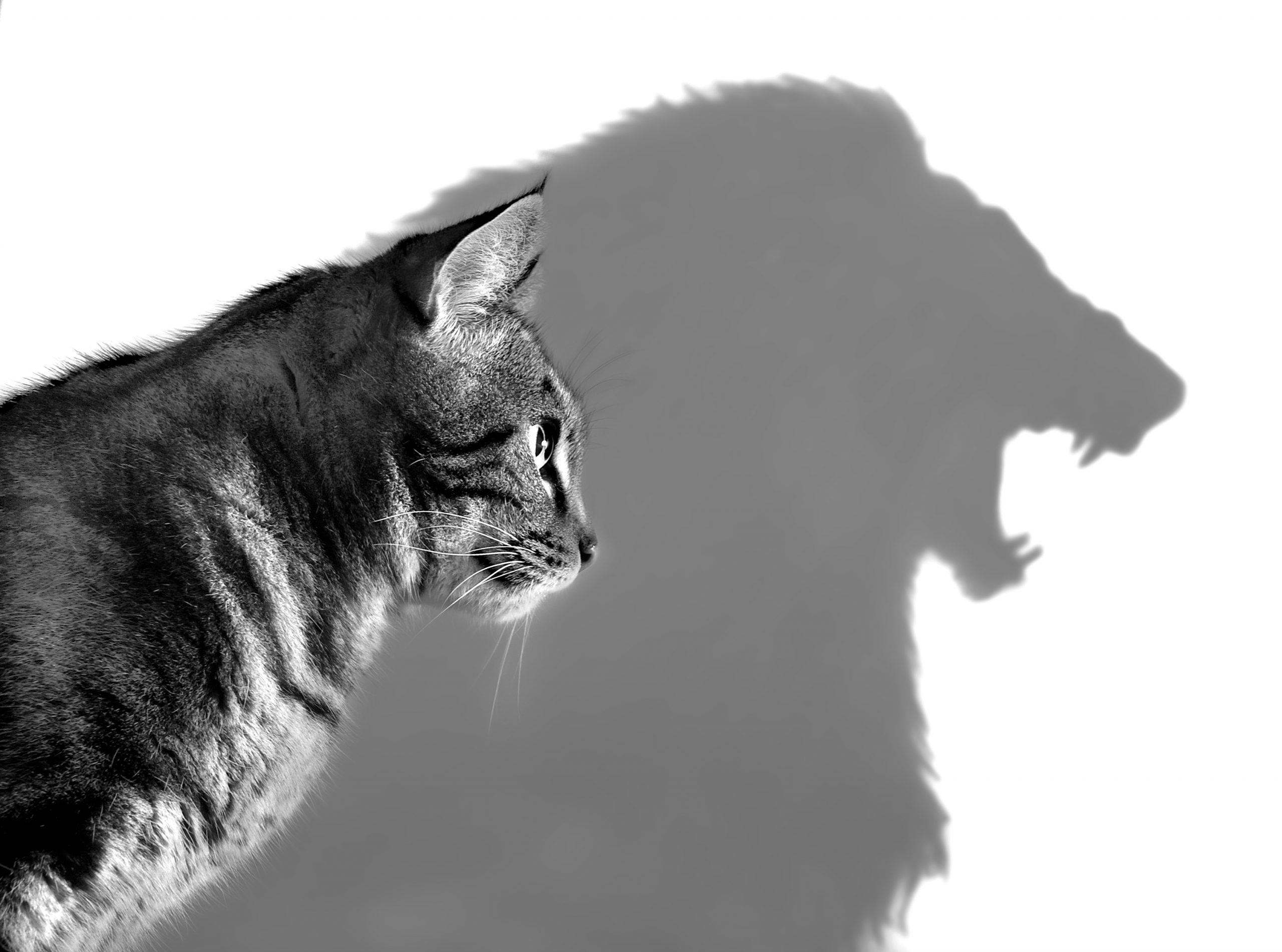 Котенок с тенью Льва